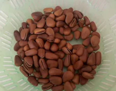 出绿色塑料沥水篮,适用于厨房洗菜、水果等,...