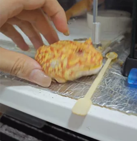 随缘出7厘米大个头背纹好看的极品火龙角蛙。...