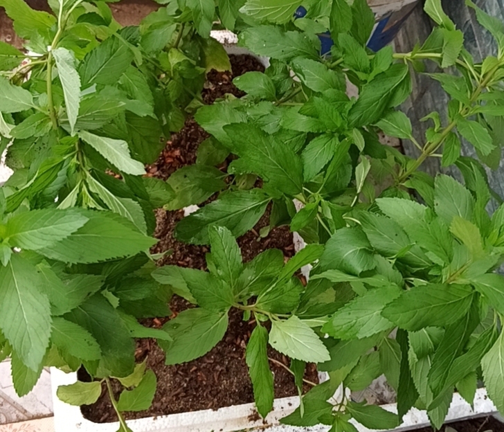 花花草草