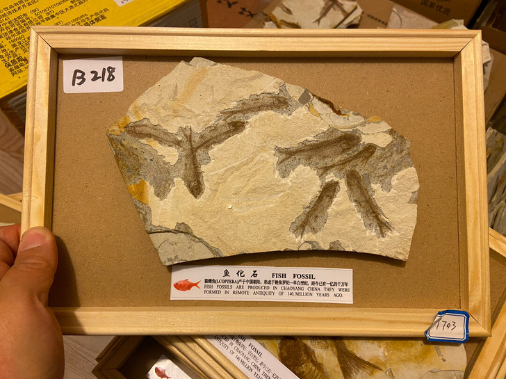 群鱼化石 鱼化石狼鳍鱼化石 标本礼物科普
