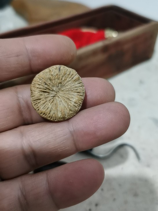 天眼古代化石