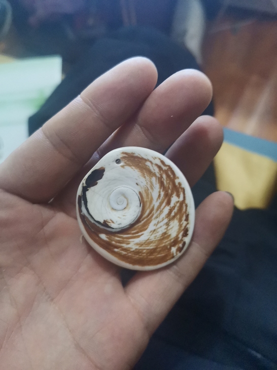 贝壳化石处理