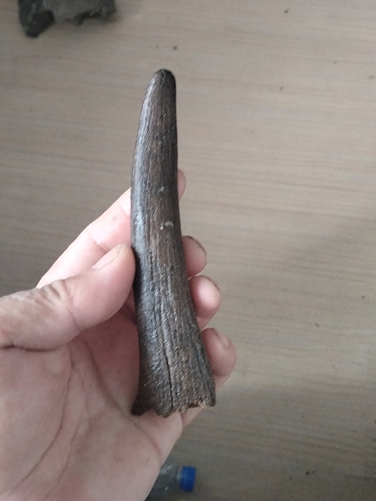 角化石