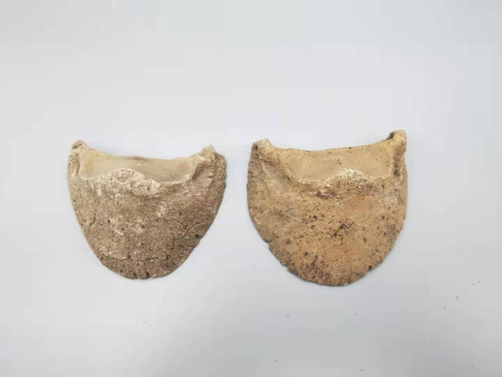 古生物化石,驴蹄,石化,辟邪之物,一组出,...