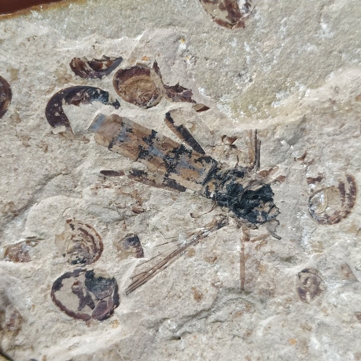 道虎沟对开虻化石