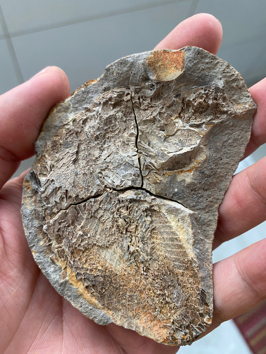 马达加斯加鱼化石古生物化石科普标本，品相如...