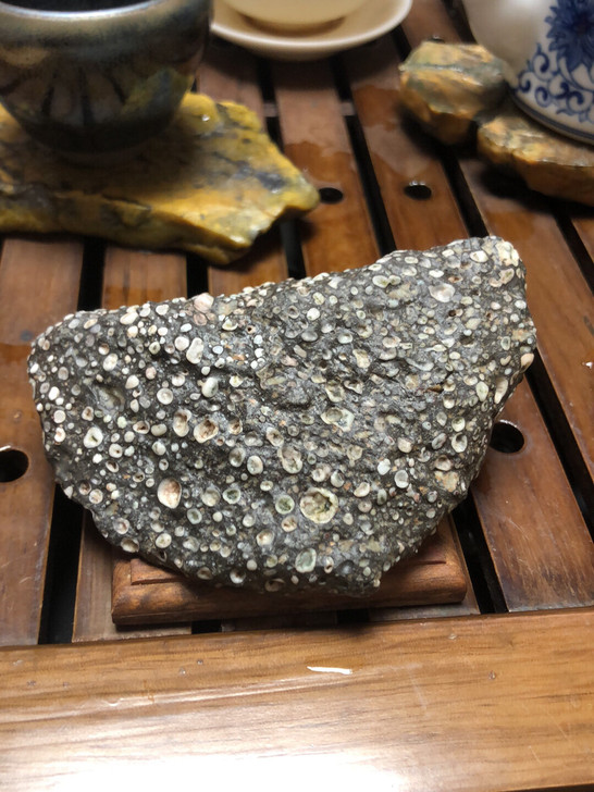 新疆天然戈壁远古海洋生物化石，微磁，尺寸#...