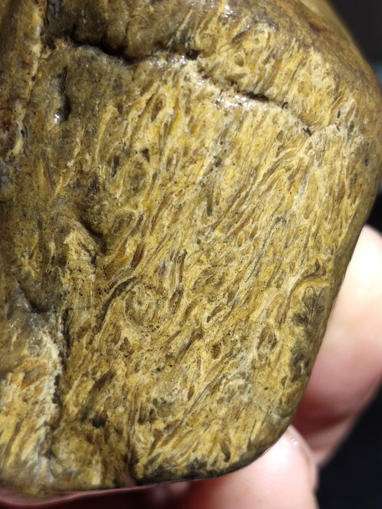 草化玉原石一块，一种上亿年前的蕨类植物化石...