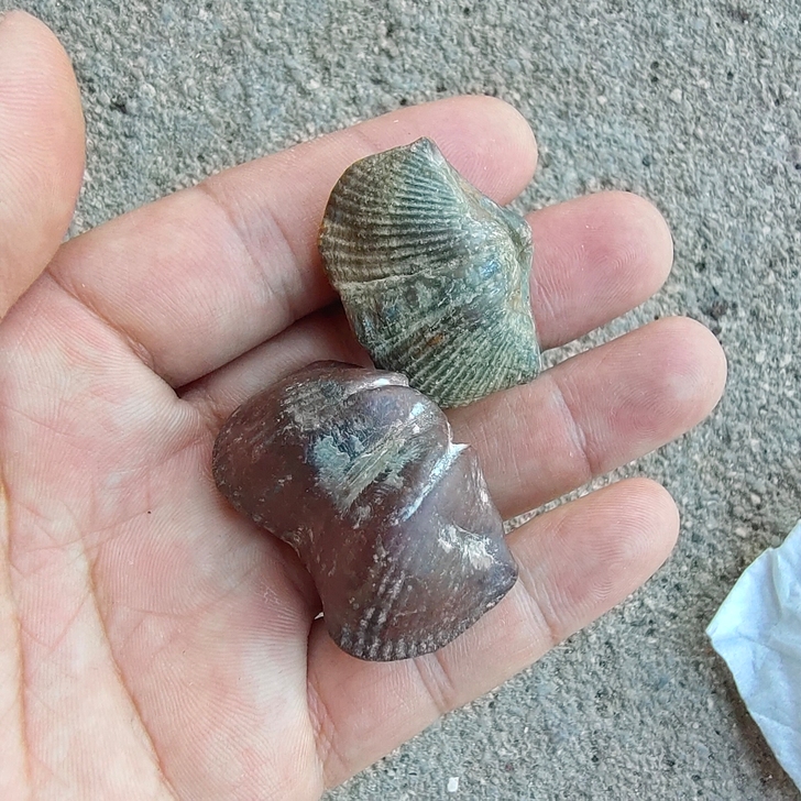 两个老贝壳化石
