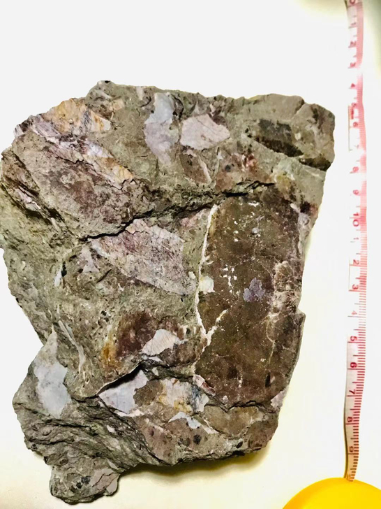 较完整的沟鳞鱼化石