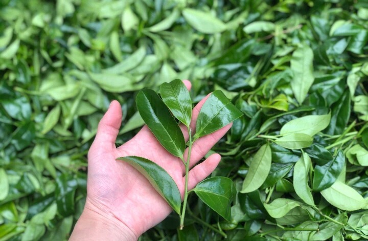 潮州凤凰单丛茶,鸭屎香!牛奶味浓,水甜,香...