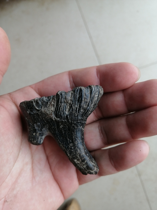 #粉丝福利# 新到完整幼崽臼齿化石 品...