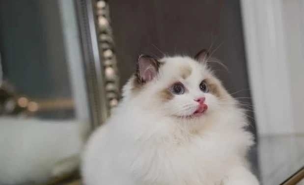 布偶猫 自家养的一对布偶生的崽，一起有五只...