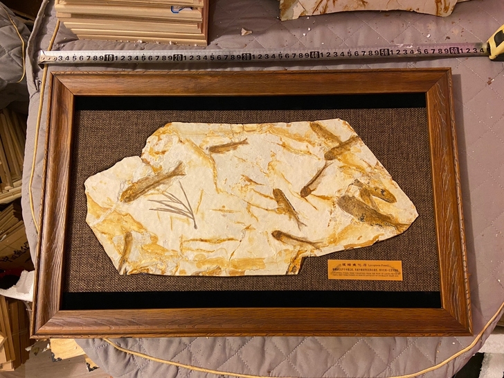 化石鱼 鱼化石 狼鳍鱼 礼品收藏品