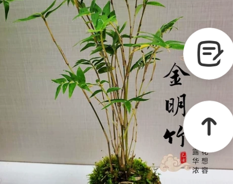 日本珍品竹:金明竹(高度10~35厘米之间...