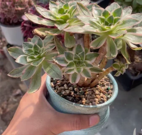 多肉植物，君美丽锦，精品群桩， 感兴趣的话...