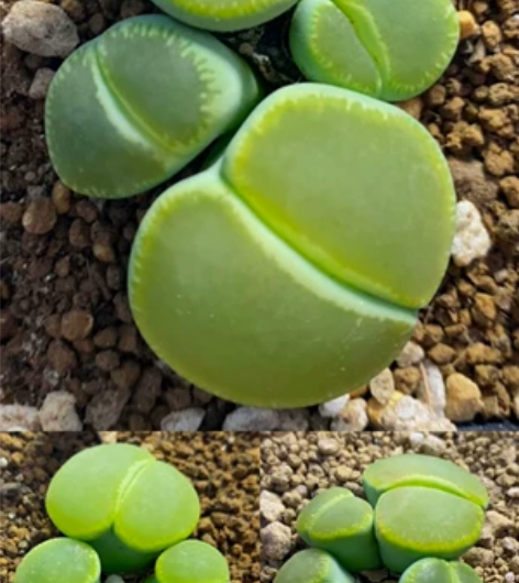 生石花群生 绿光阳 光阳君整个一个大漂...