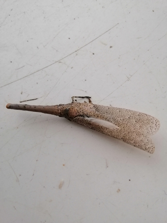 标本昆虫：蜡蝉角蝉