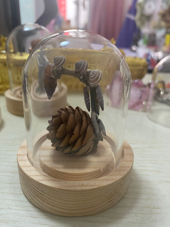 蜗牛标本，喜欢的直接拍包邮