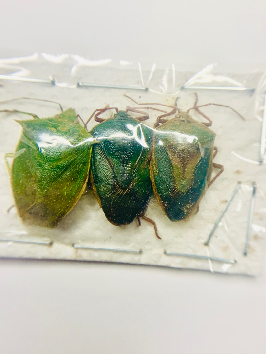 印尼蝽天牛甲虫博物馆收藏艺术设计色彩展示昆...