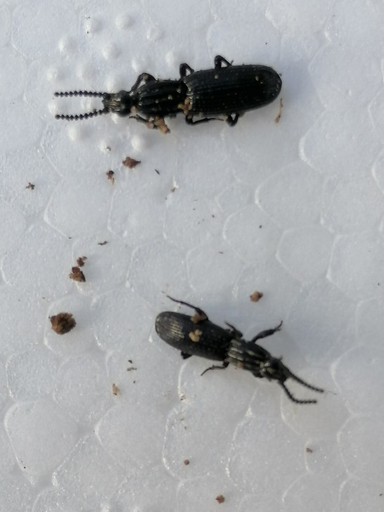 标本昆虫甲虫#脊甲