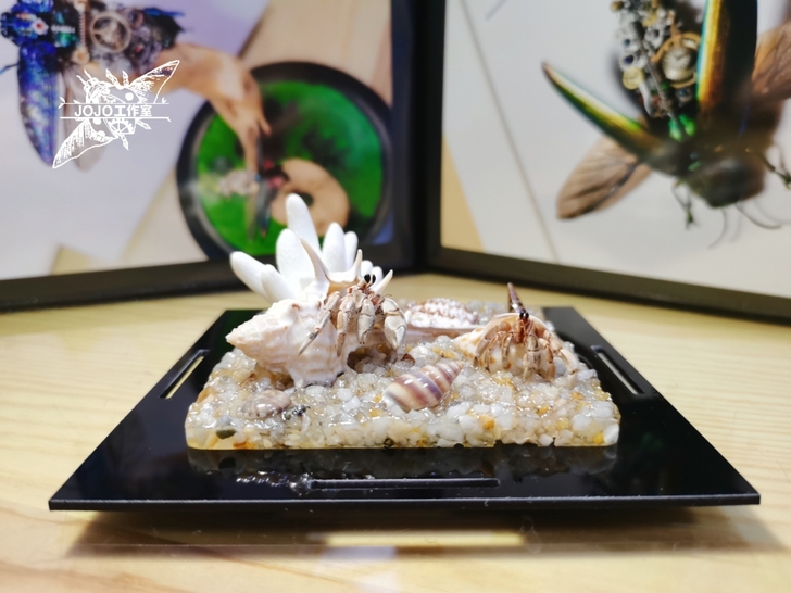 灰白+灰白 寄居蟹标本 螃蟹标本 昆虫甲虫...