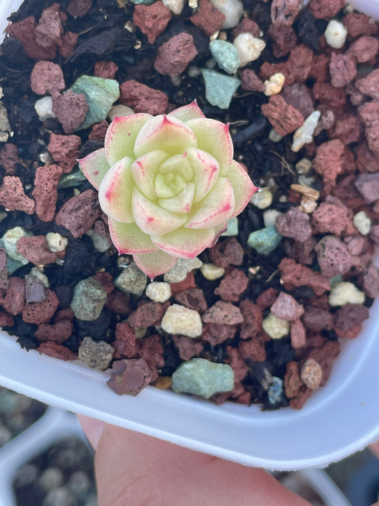 单头,三角叶边线麦秆.