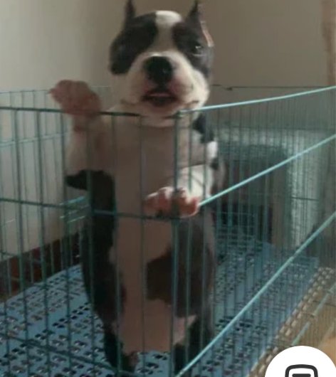 恶霸犬幼犬 恶霸犬黑白花小母 本狗非常可爱...