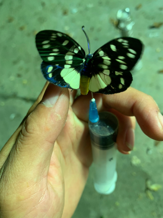 茶斑蛾，金属蓝配色，很美。飞蛾，天蛾，昆虫...