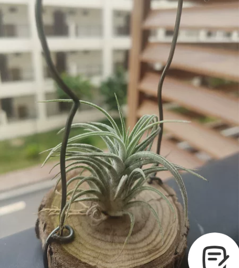 龙杂露西，高级货，识货的拍。从小带大的。顺...