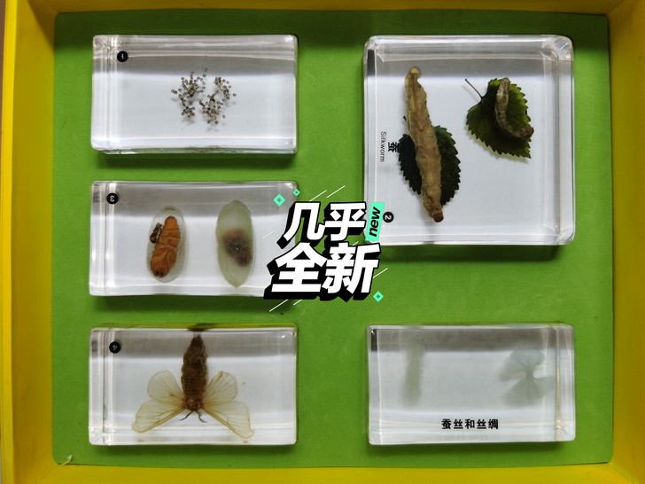 顺丰包邮,丝绸之路,蚕标本,千千谷昆虫标本...