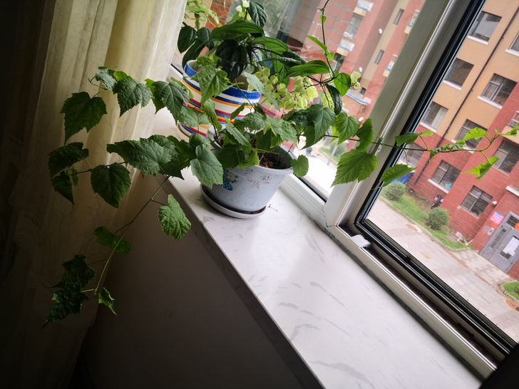 蔓性风铃花，一盆两棵，马上开花，35包邮