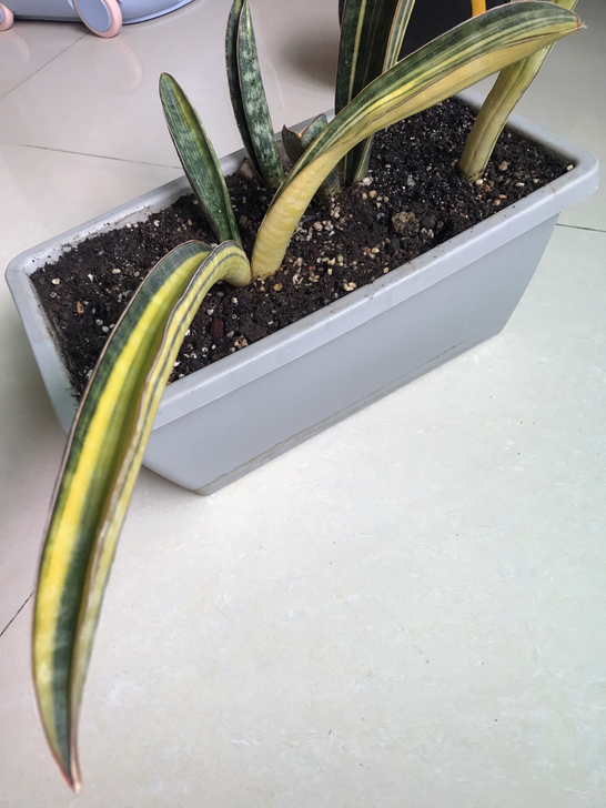 棒球杆锦双侧芽，完美拉丝锦，同母本一样拉丝...