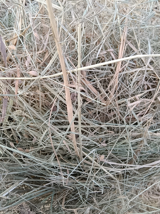 新稻草，稻穗草  感兴趣的话点##amp；...