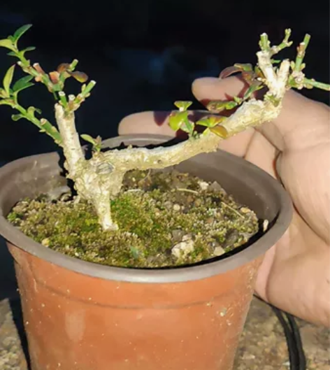 迎春花一棵高八厘米,枝杆飘长十二厘米左右详...