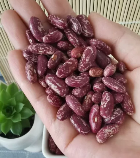 芸豆，紫花豆饭豆，煮大碴子饭豆，非转基因无...