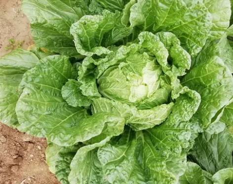 家里新采摘的大白菜 蔬菜 青菜 储...