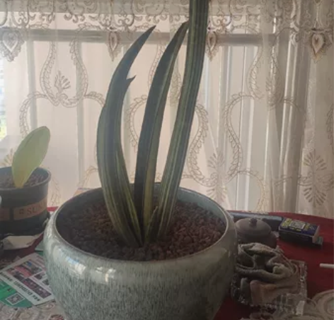虎皮兰,虎尾兰棒球棍锦,70高,泰国货,花...
