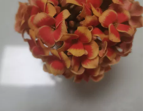 长寿花-插花-罗比橙~网红资深,因由慧根,...