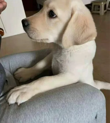 转手原因 拉布拉多幼犬,还剩3只,两个...