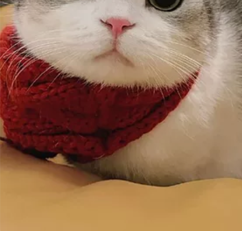 价格30元一次,一只猫!!!!!! 适用...