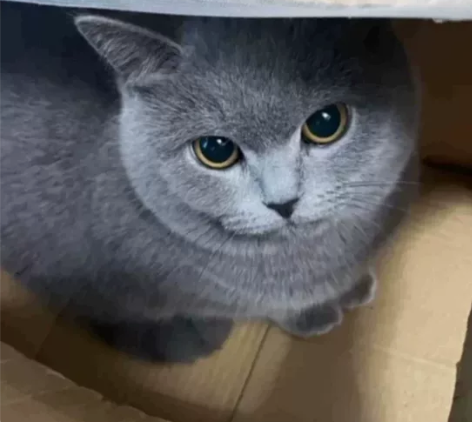 自家养的蓝猫幼猫,两个大了,现在已经会吃猫...