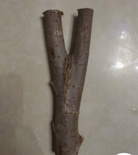 弹弓原叉榆木,右边是我自己用的,同一颗树的...
