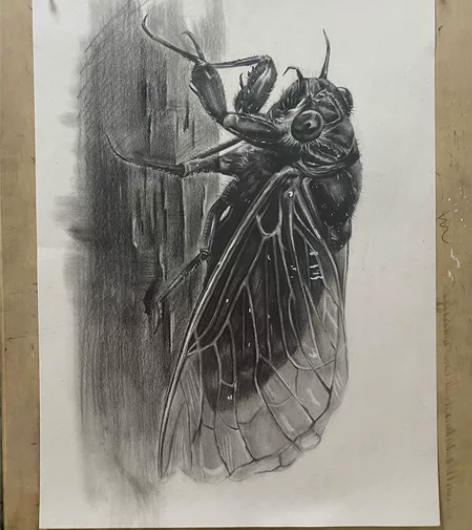 个人精微素描作品《蝉》,4开 缘分出售,喜...