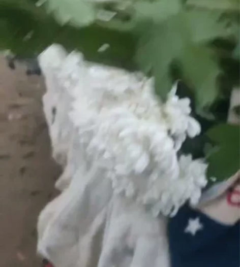 黄菊花，白菊花  省内产地直销 鲜切菊花，...