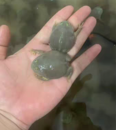包邮小丑蛙 猫眼珍珠蛙 7厘米左右 状态超...