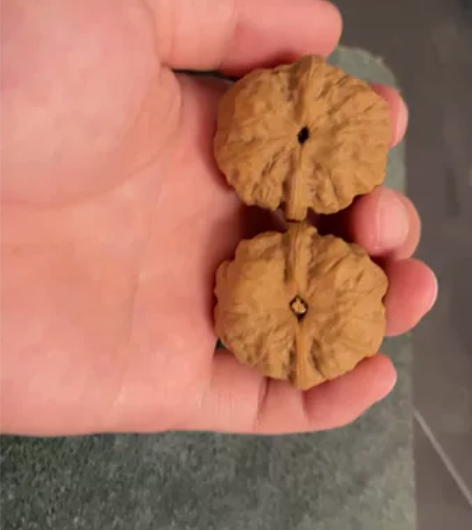 蛤蟆头!蛙型板正 手对 开背 边35肚36...