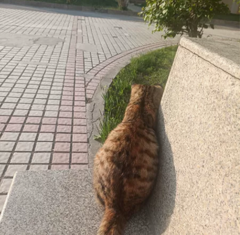 java收徒学习,零基础到独立做项目。不需...